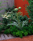 Gardening for Small Spaces